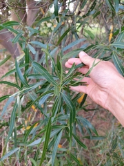 Nectandra angustifolia