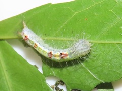 Peratodonta