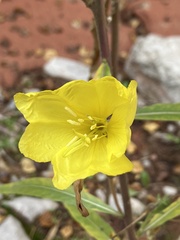 Oenothera longissima