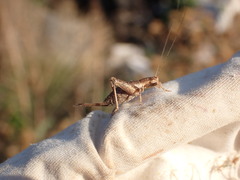 Arachnocephalus vestitus