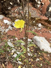Oenothera longissima