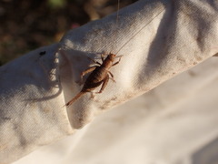 Arachnocephalus vestitus