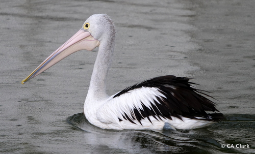Australian Pelican, photo 5 of 10