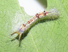 Peratodonta
