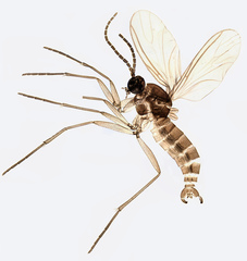 Dark-winged fungus gnat