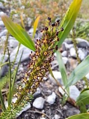 Microdon dubius