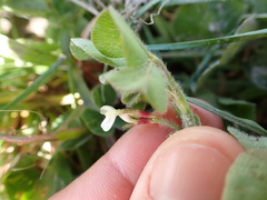 Trifolium subterraneum