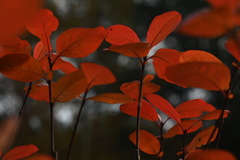 Aronia mitschurinii