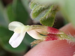 Trifolium subterraneum