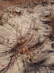 Sporobolus vaginiflorus