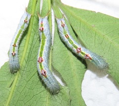 Peratodonta