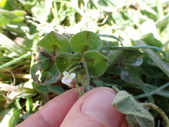 Trifolium subterraneum
