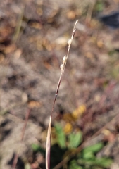 Sporobolus vaginiflorus