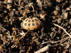 Graphosoma semipunctatum