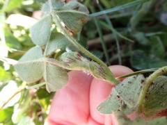Trifolium subterraneum
