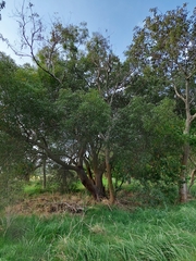 Nectandra angustifolia