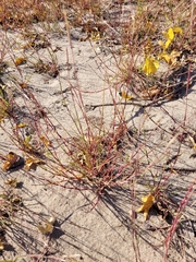 Sporobolus vaginiflorus