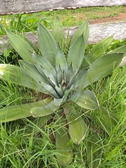 Agave ×