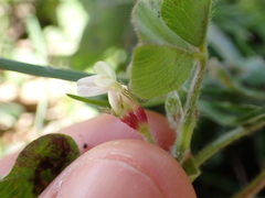 Trifolium subterraneum
