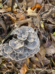 Trametes versicolor image