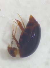 Scaphidiinae