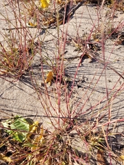 Sporobolus vaginiflorus