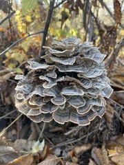 Trametes versicolor image