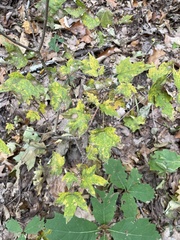 Acer floridanum