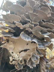 Trametes versicolor image