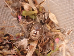 Holcostethus albipes