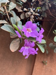 Bignonieae