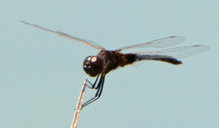 Macrodiplax balteata