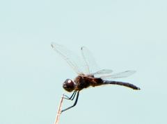 Macrodiplax balteata