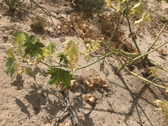 Cnidoscolus maculatus