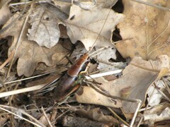 Eupholidoptera smyrnensis