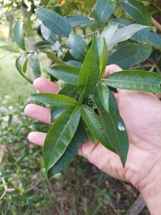 Tabernaemontana catharinensis