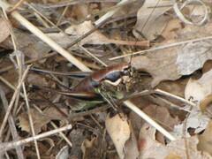 Eupholidoptera smyrnensis