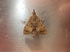 Uresiphita