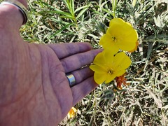 Oenothera parodiana