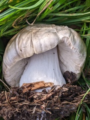 Volvopluteus gloiocephalus