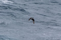 Stercorarius pomarinus