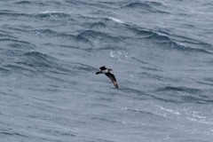 Stercorarius pomarinus