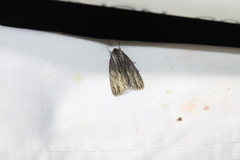 Acronicta lithospila