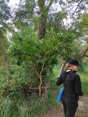 Tabernaemontana catharinensis