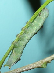 Peratodonta