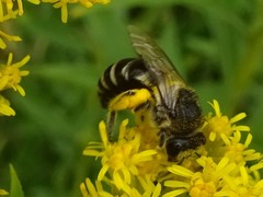 Colletes simulans armatus