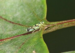 Eupteryx atropunctata