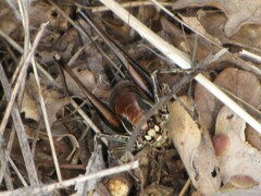 Eupholidoptera smyrnensis