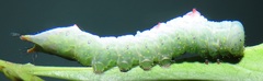 Peratodonta