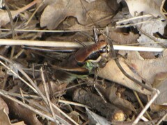 Eupholidoptera smyrnensis